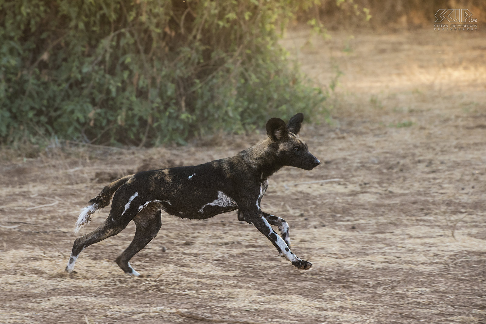 Samburu - Running wild dog  Stefan Cruysberghs